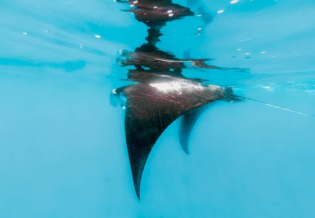 things to do nusa lembongan manta rays.