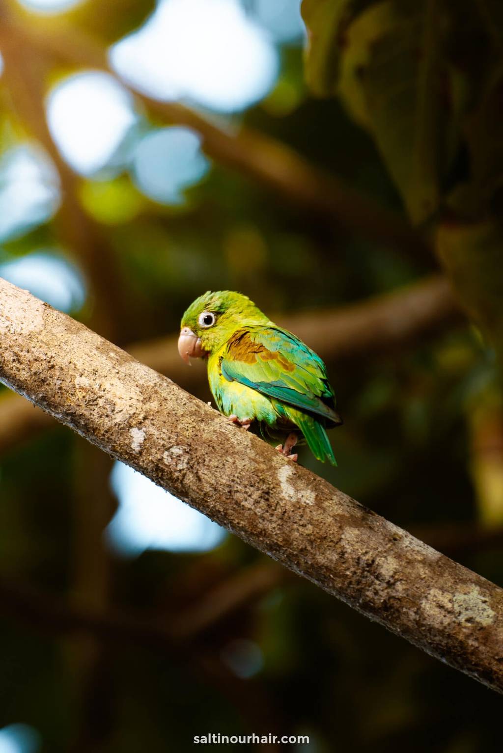 best things to do colombia tropical bird