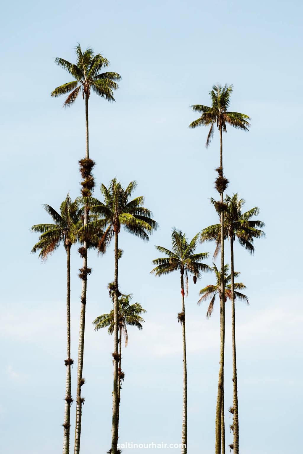 best things to do colombia cocora valley wax palm trees