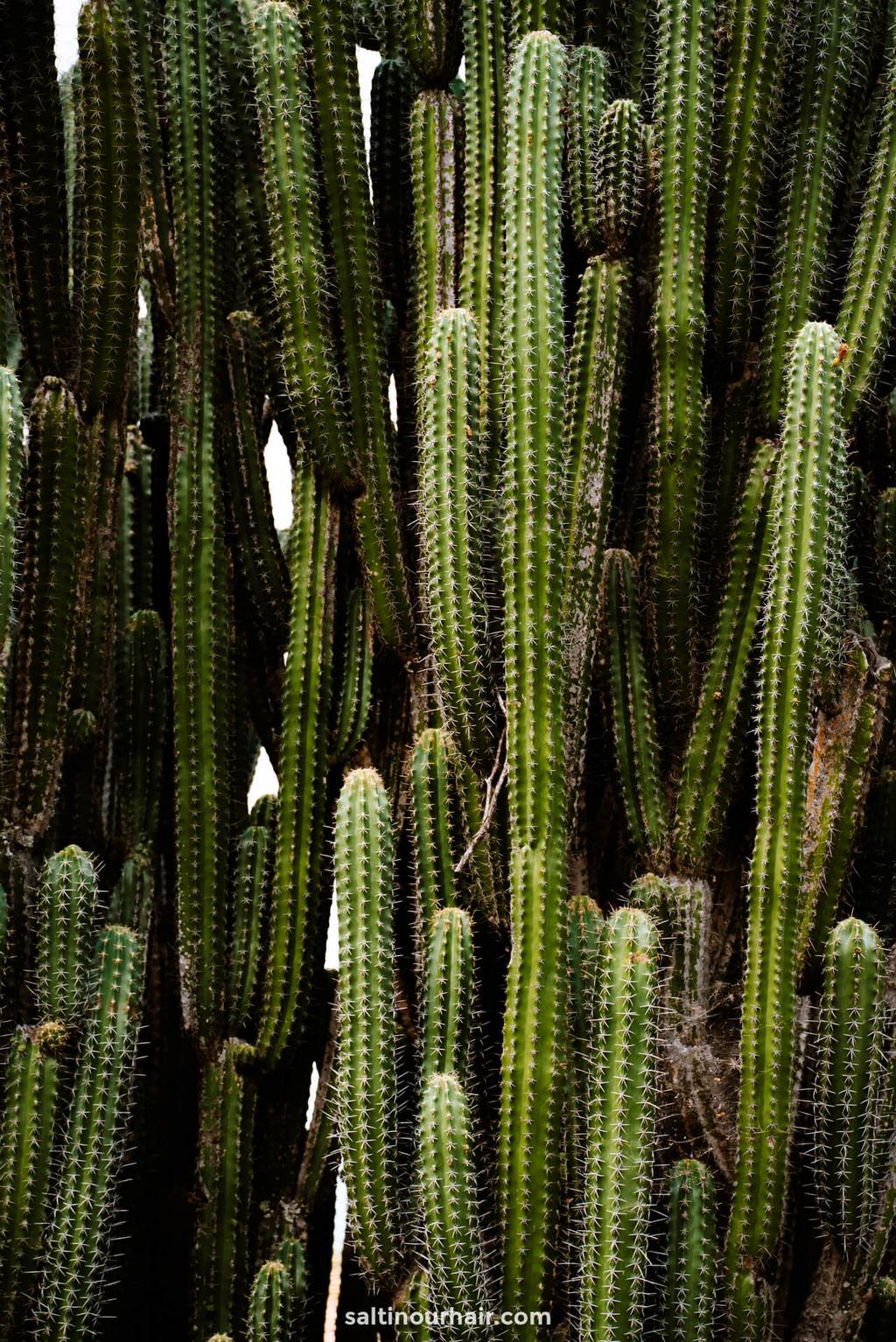 desert cactus