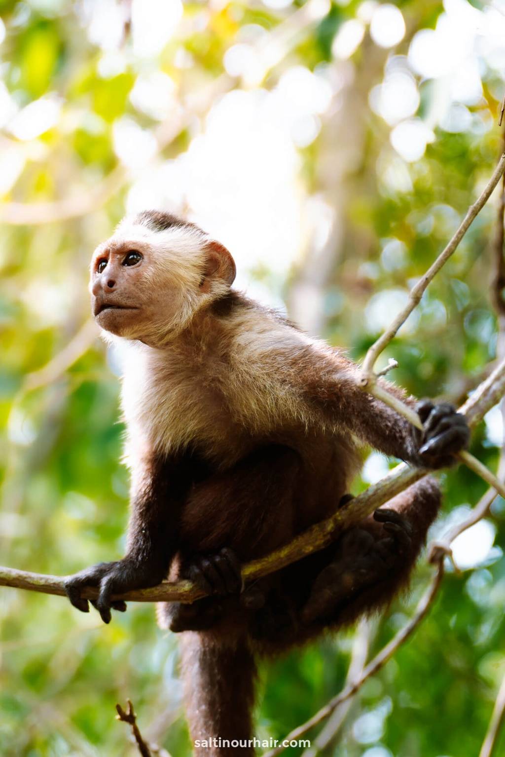 colombia monkey