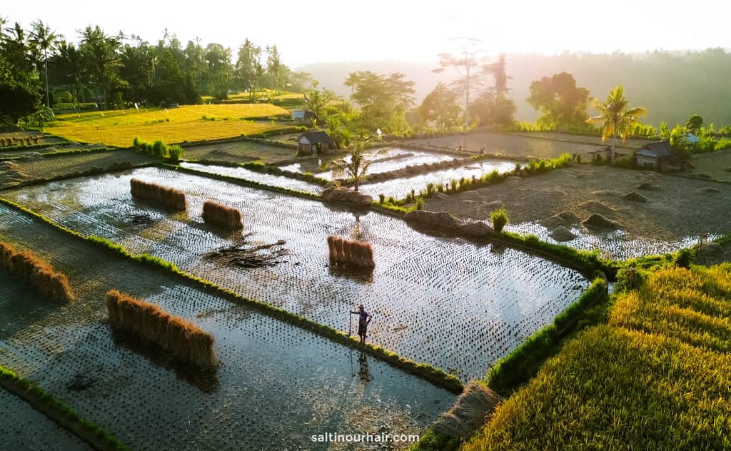 rice terraces bali