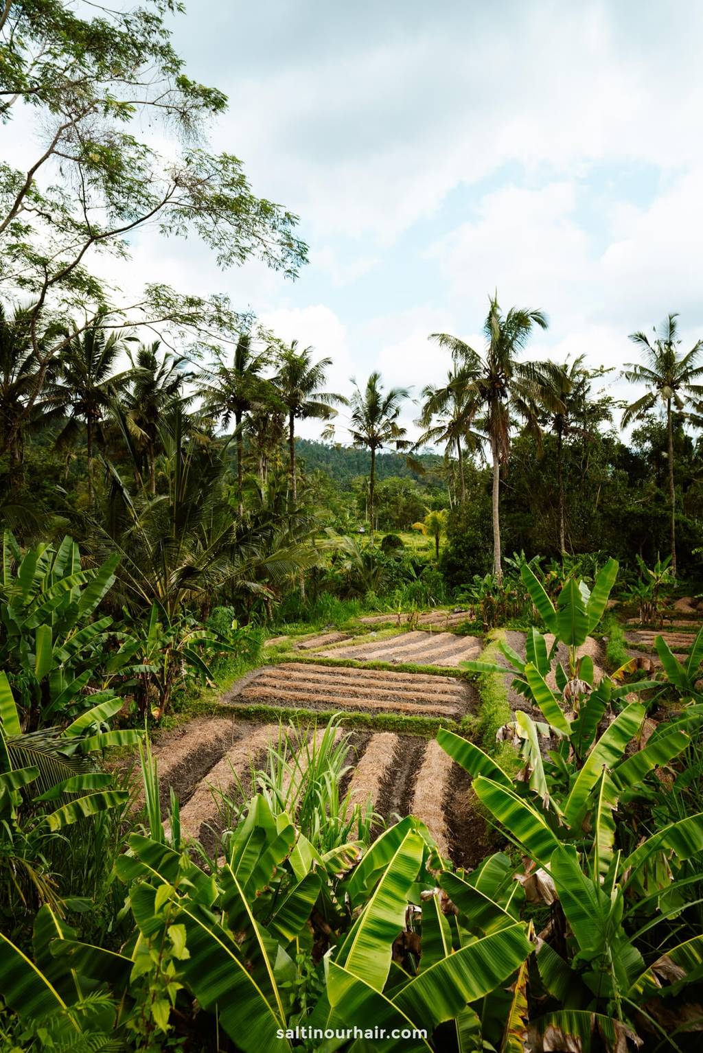 rice terrace bali sidemen