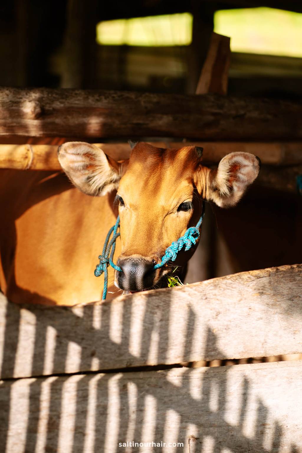 brown cow bali