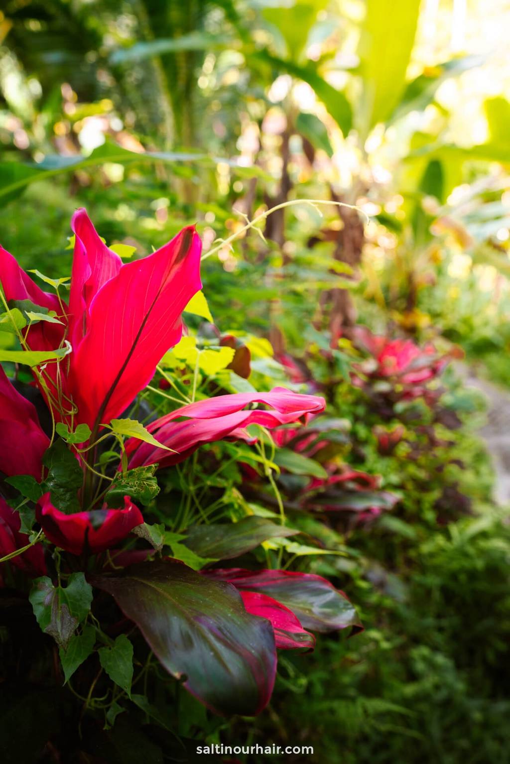 tropical plants bali