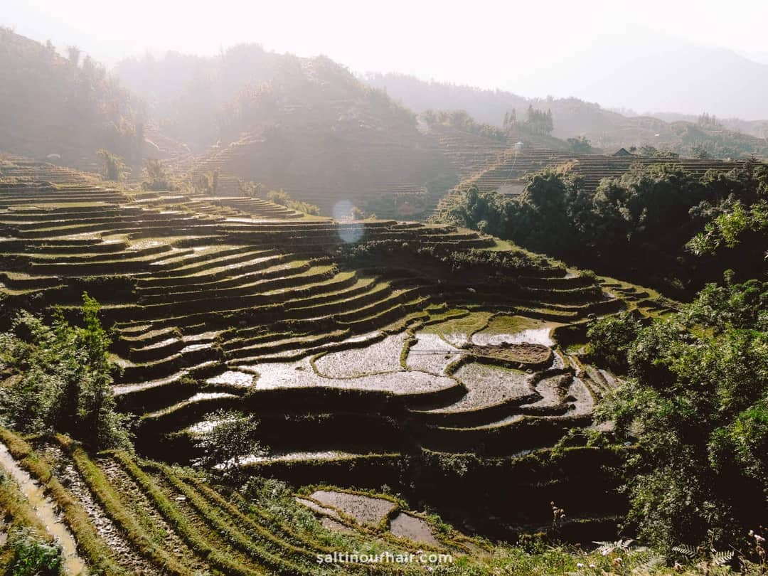 Ricefields sapa