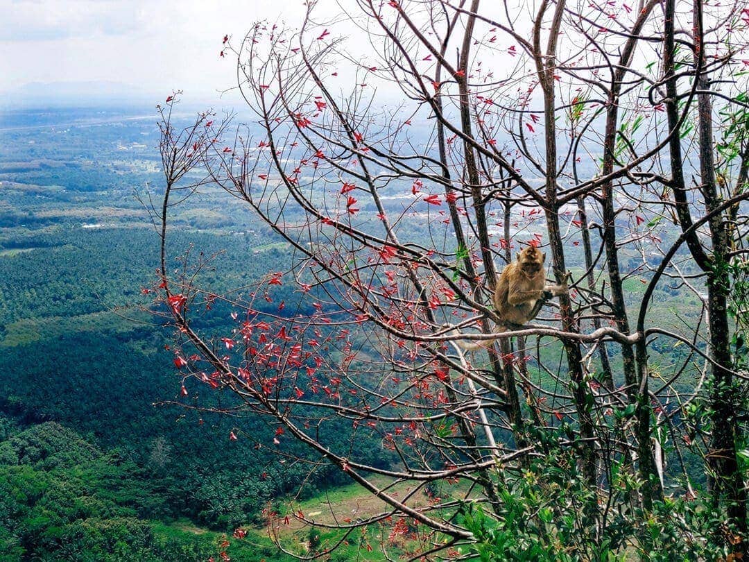 Tiger cave temple tree monkey thailand