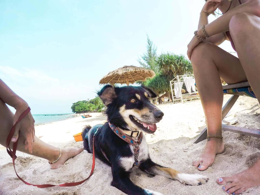 koh lanta animal wel fare dog beach