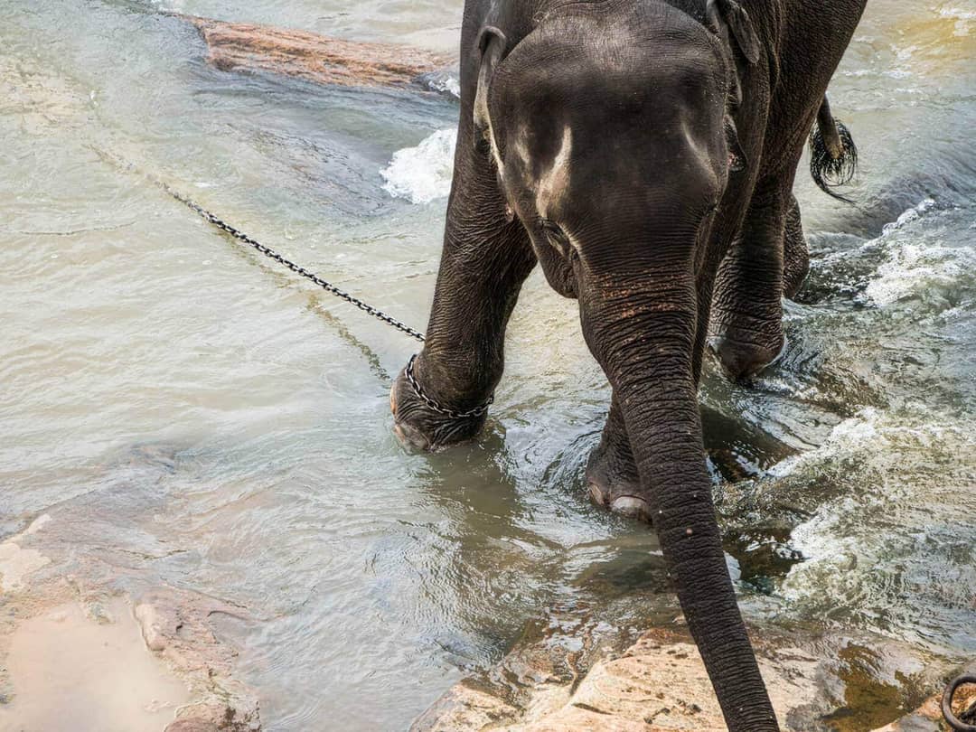 olifanten in sri lanka pinnawala-keten