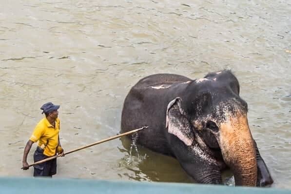 olifanten in sri lanka pinnawala