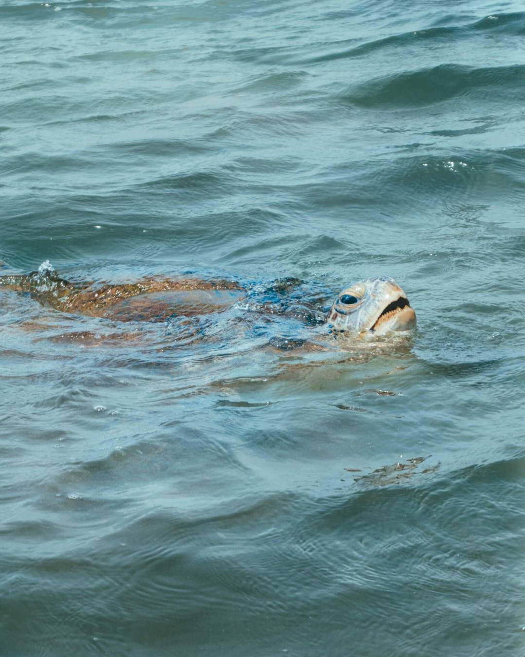 sri lanka beaches hikkaduwa turtle