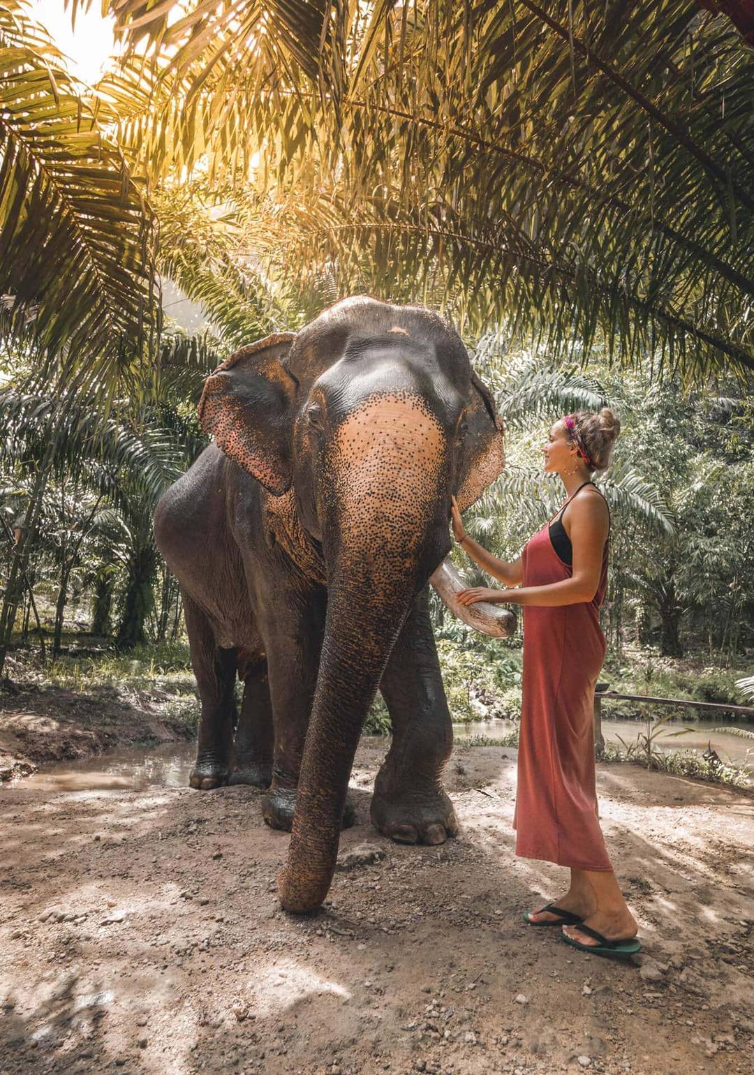 khao sok national park olifant
