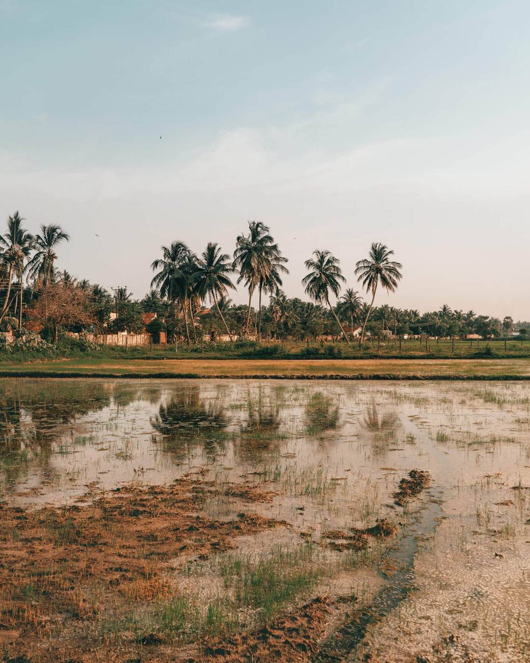 Flooded rice field with young green shoots in the foreground, reflecting tall palm trees and a blue sky&mdash;evoking scenes from a lagoon safari near Arugam Bay, Sri Lanka&mdash;with lush vegetation and distant buildings in the background.