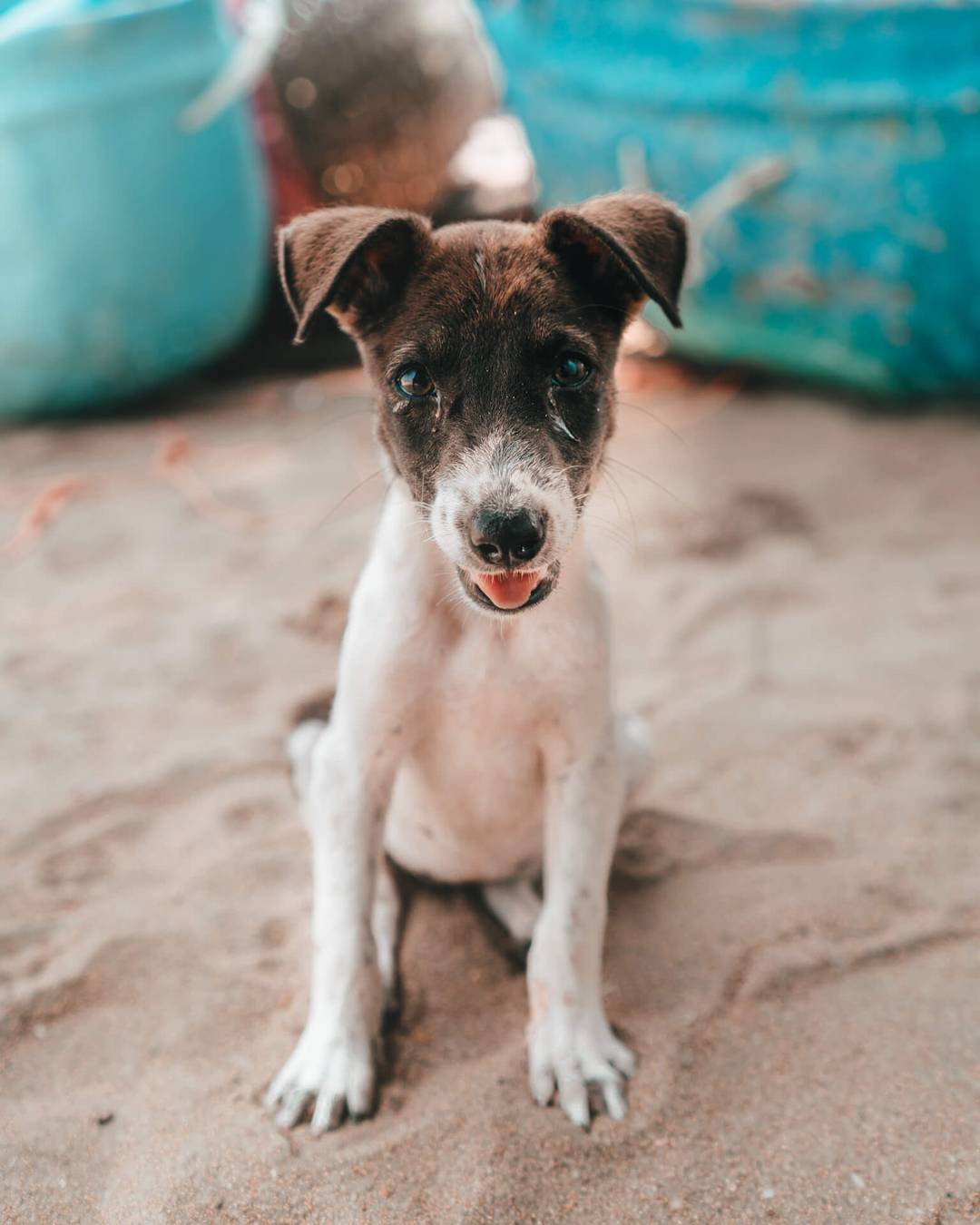 A small brown and white puppy sits on sandy ground in Arugam Bay, looking up at the camera with its mouth slightly open. Blue containers are visible in the background.