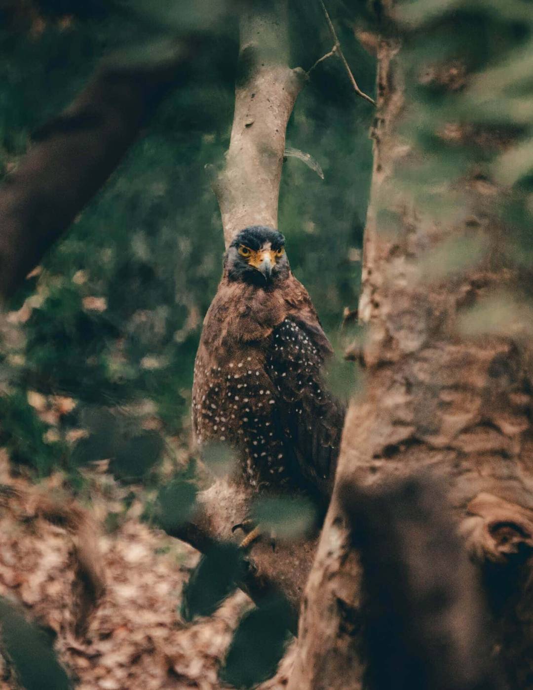 A dark-feathered bird of prey with yellow eyes and speckled wings perches on a tree branch in the forested wilderness of Kaudulla National Park, Sri Lanka.