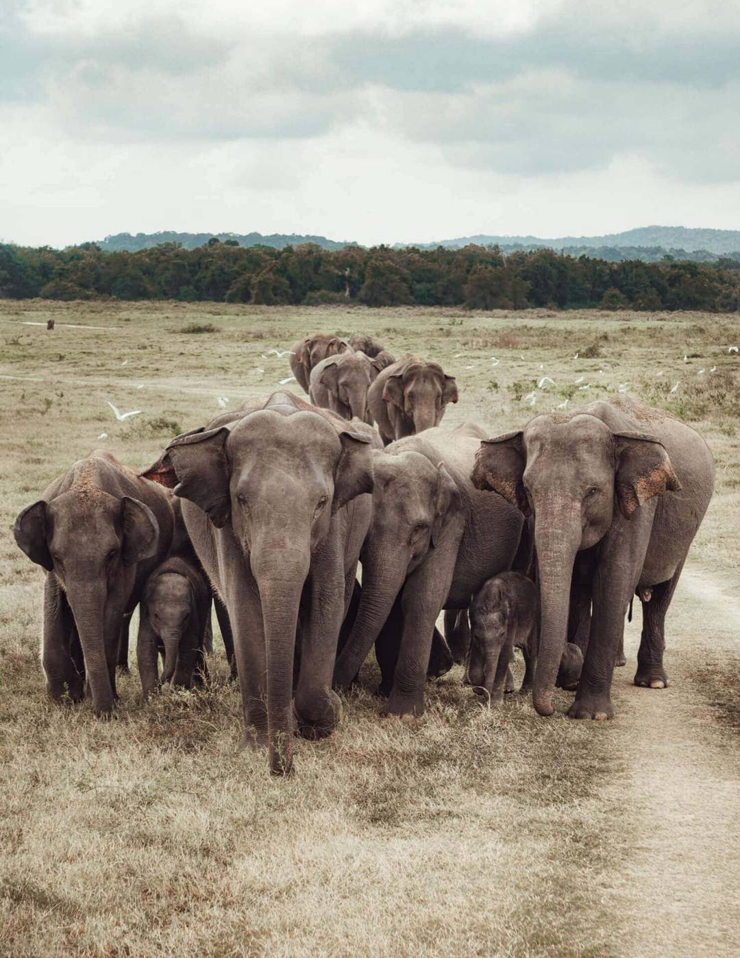 A herd of elephants, including adults and calves, walks together across a grassy plain under a cloudy sky in Kaudulla National Park, Sri Lanka, with trees visible in the background.