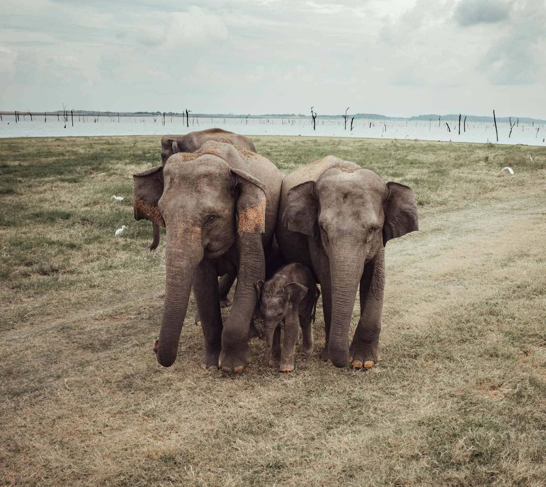 Kaudulla National Park Sri Lanka koptekst