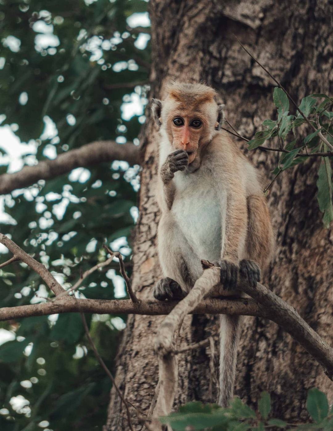 A monkey sits on a tree branch at Kaudulla National Park Sri Lanka, holding one hand to its mouth, with the tree trunk and green leaves in the background.