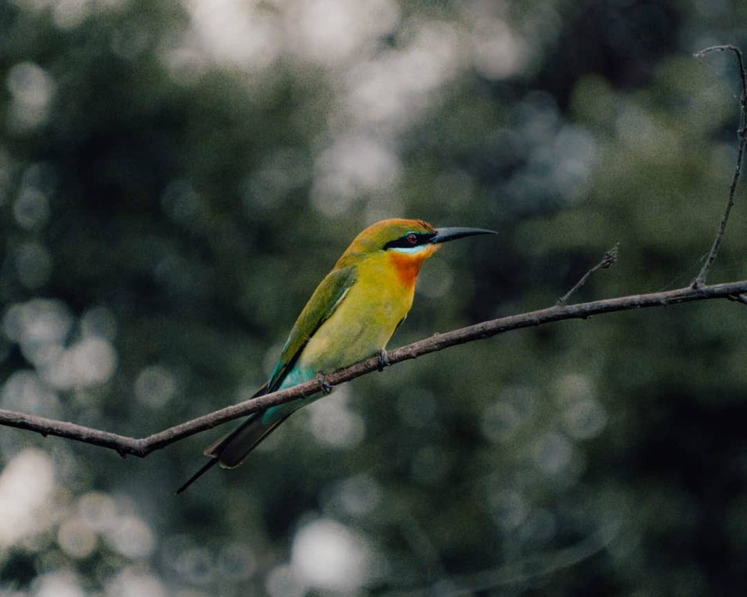 Minneriya nationaal park sri lanka tropische vogel