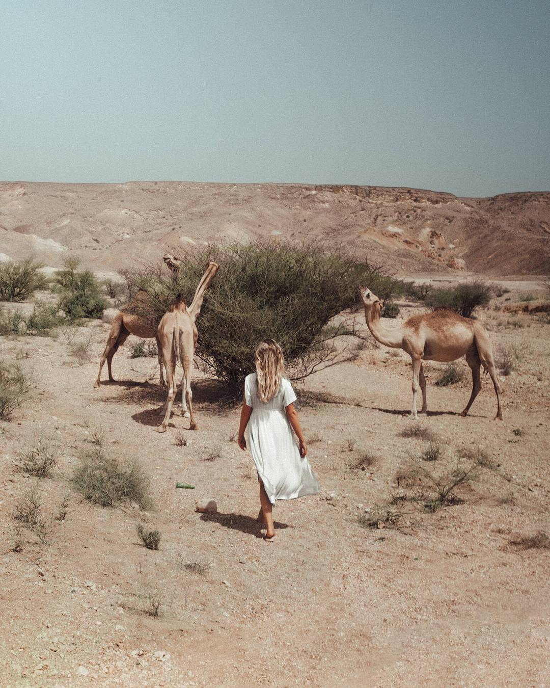 oman route guide road trip camels