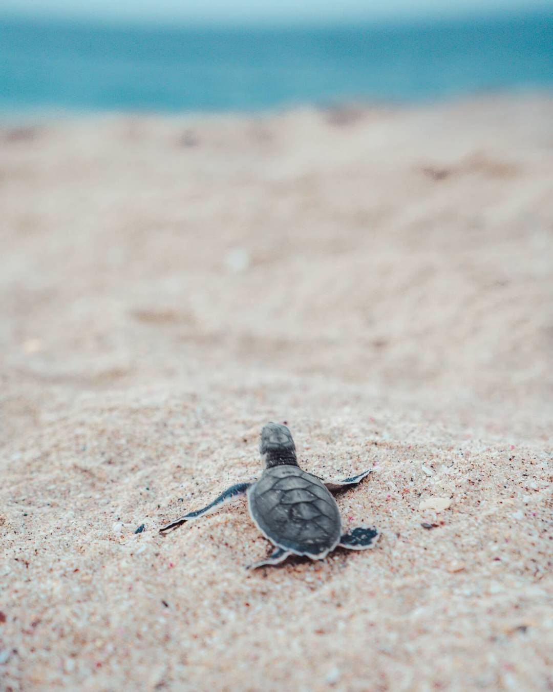 oman route guide turtle nesting