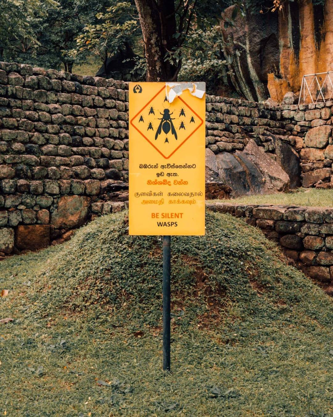 sigiriya lion rock sri lanka wasps