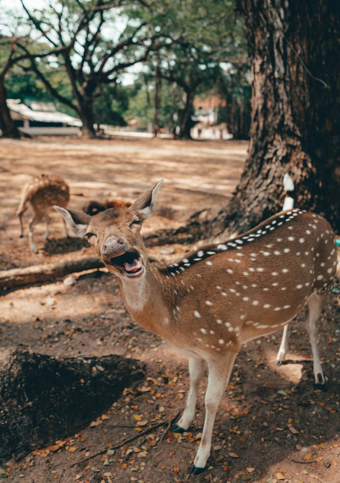 A spotted deer stands on a dirt ground with its mouth open at Fort Frederick, Trincomalee, Sri Lanka, while another deer grazes in the background near large trees.