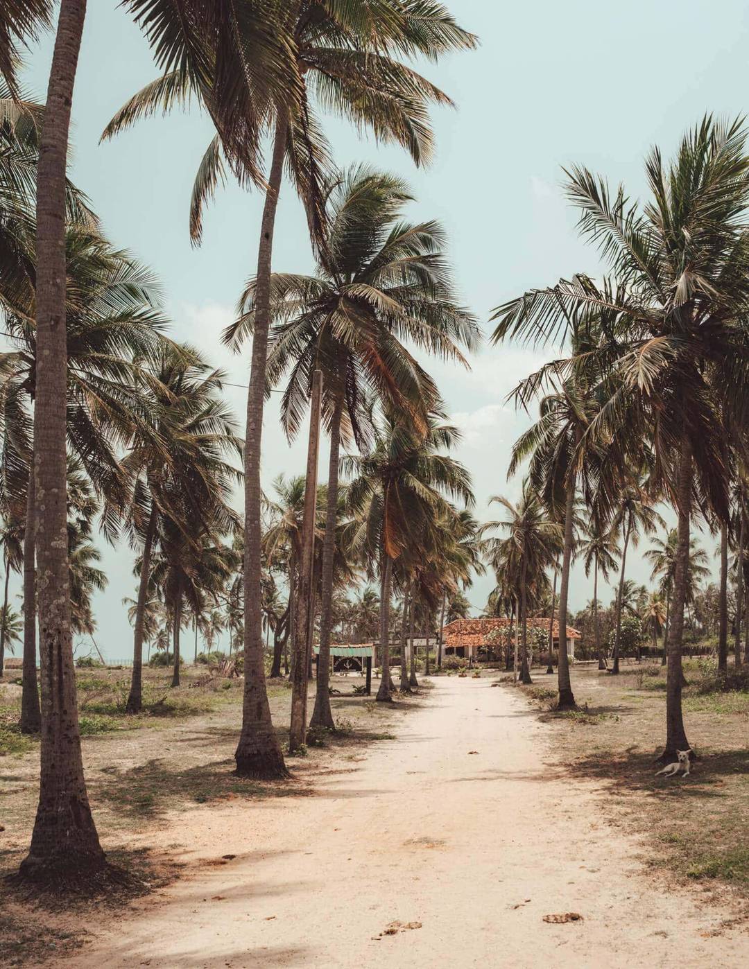 sri lanka beaches trincomalee palms
