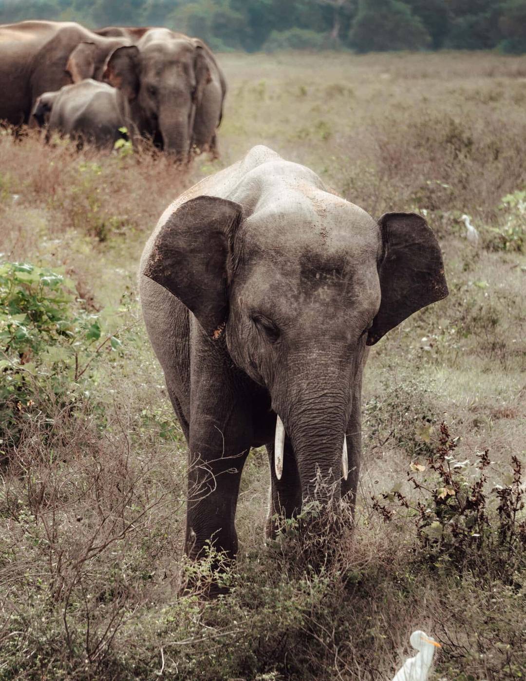 yala national park wild coast tented lodge safari elephant