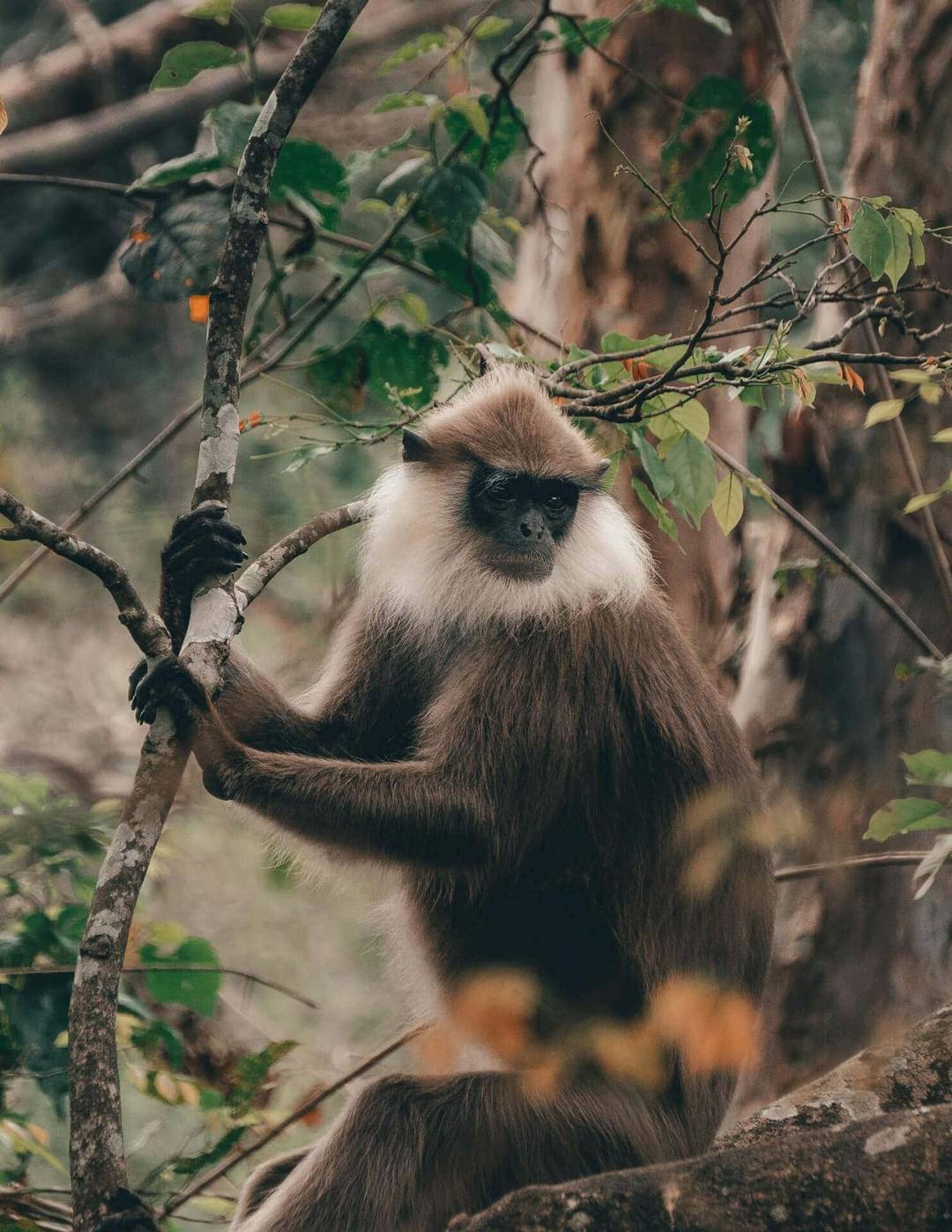 yala national park wild coast tented lodge safari monkey