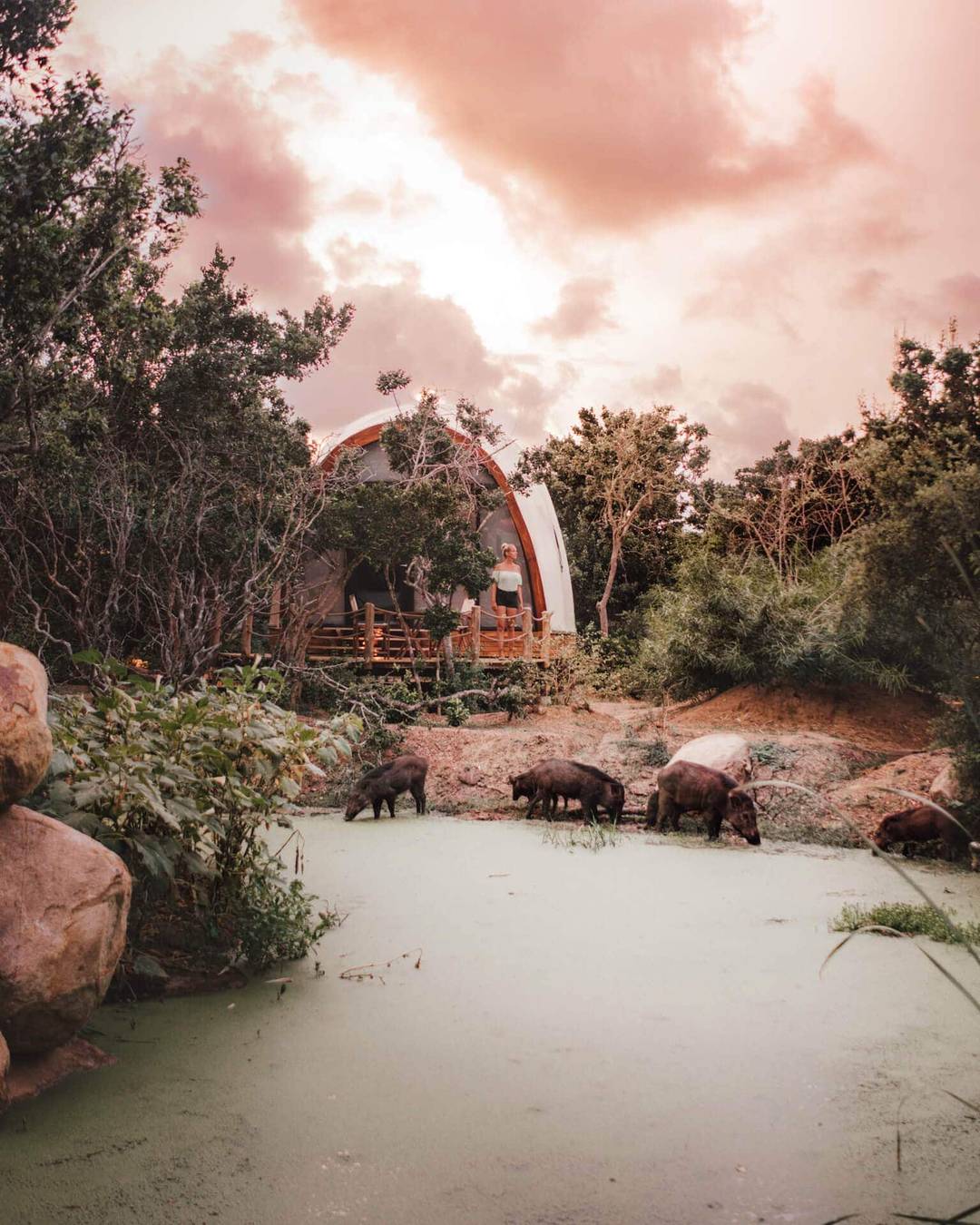 yala national park wild coast tented lodge wildlife woman watching over the surrounding of a pond with wild boars