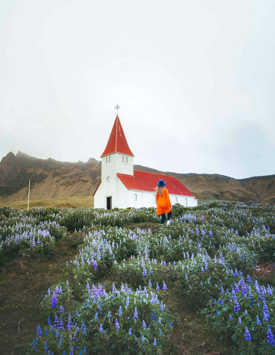 iceland travel guide Vik flowers