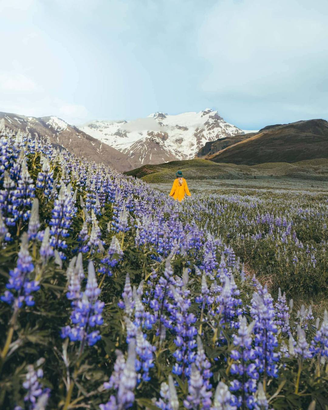 things to do iceland lupine field