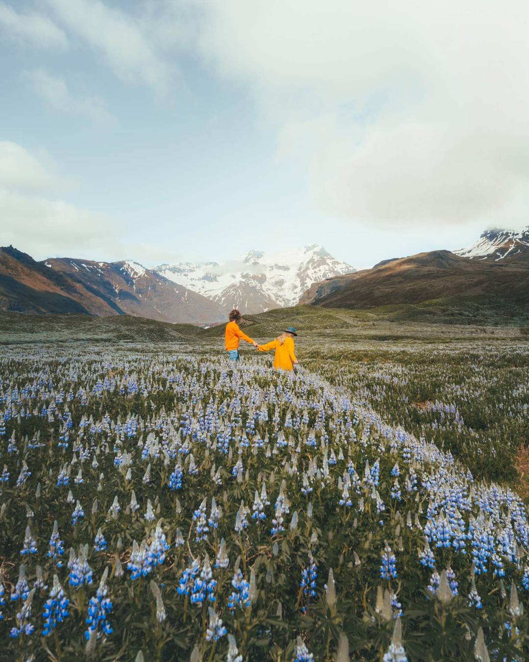 iceland packing list flower field lupine