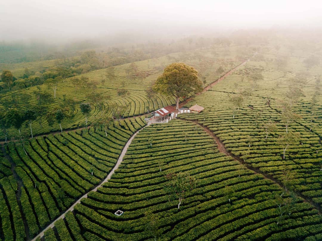 things to do malang java tea plantation Bukit Kuneer drone