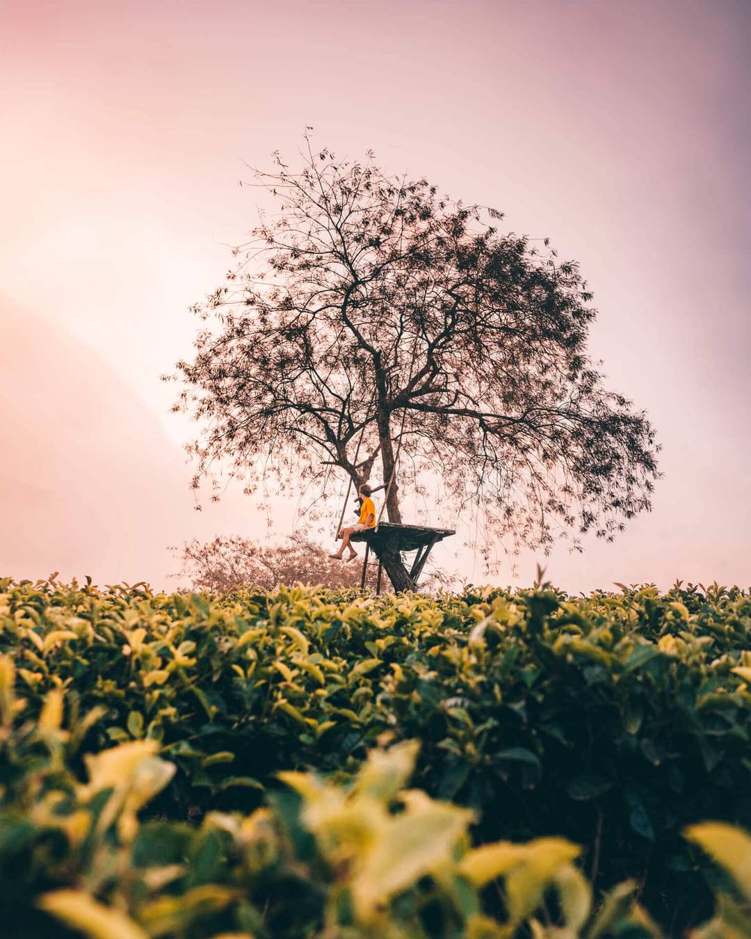 things to do malang java tea plantation bukit kuneer