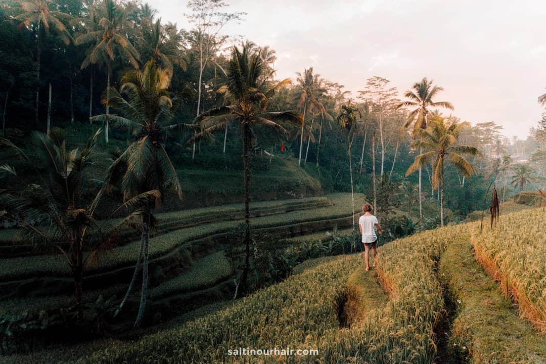 tegalalang rice terraces ubud