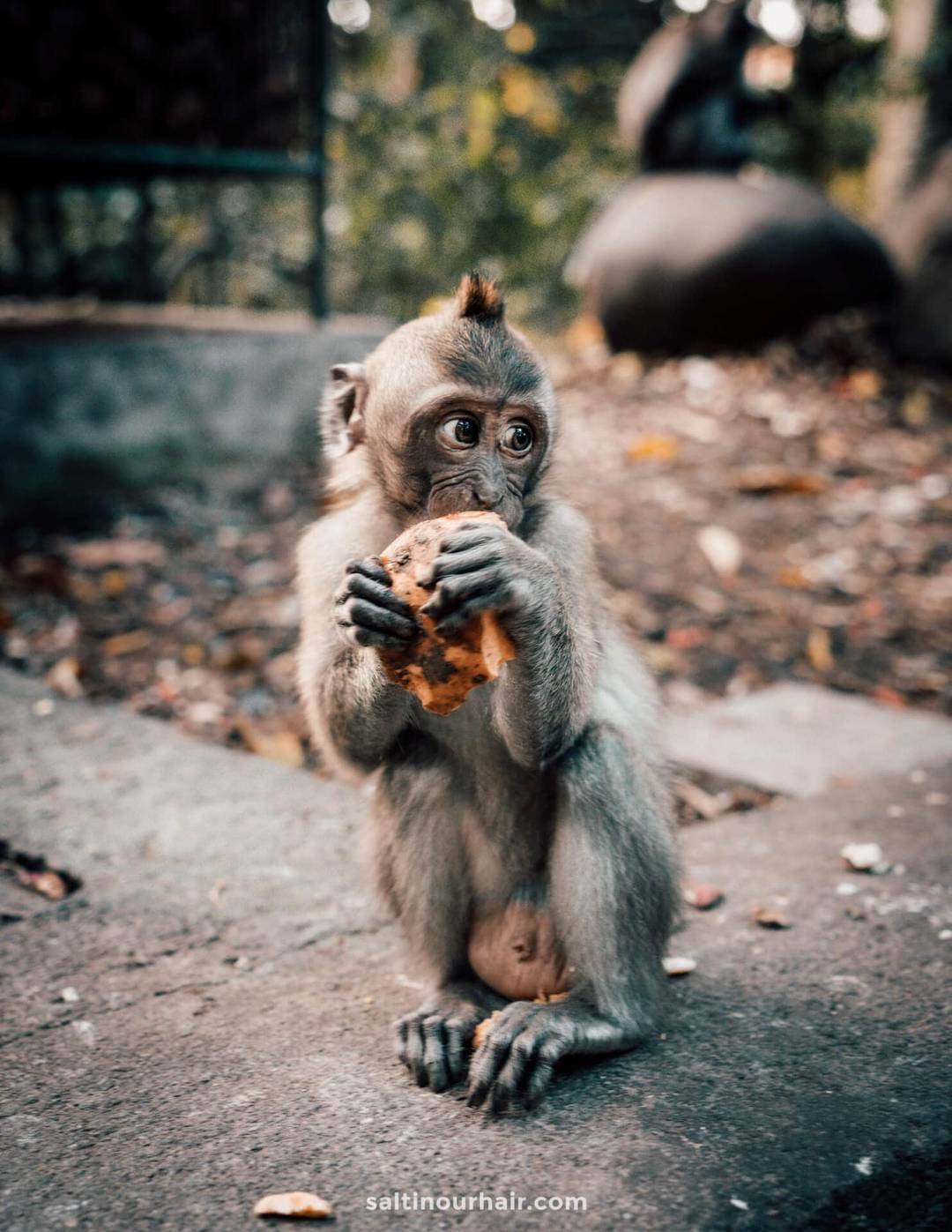Monkey forest baby