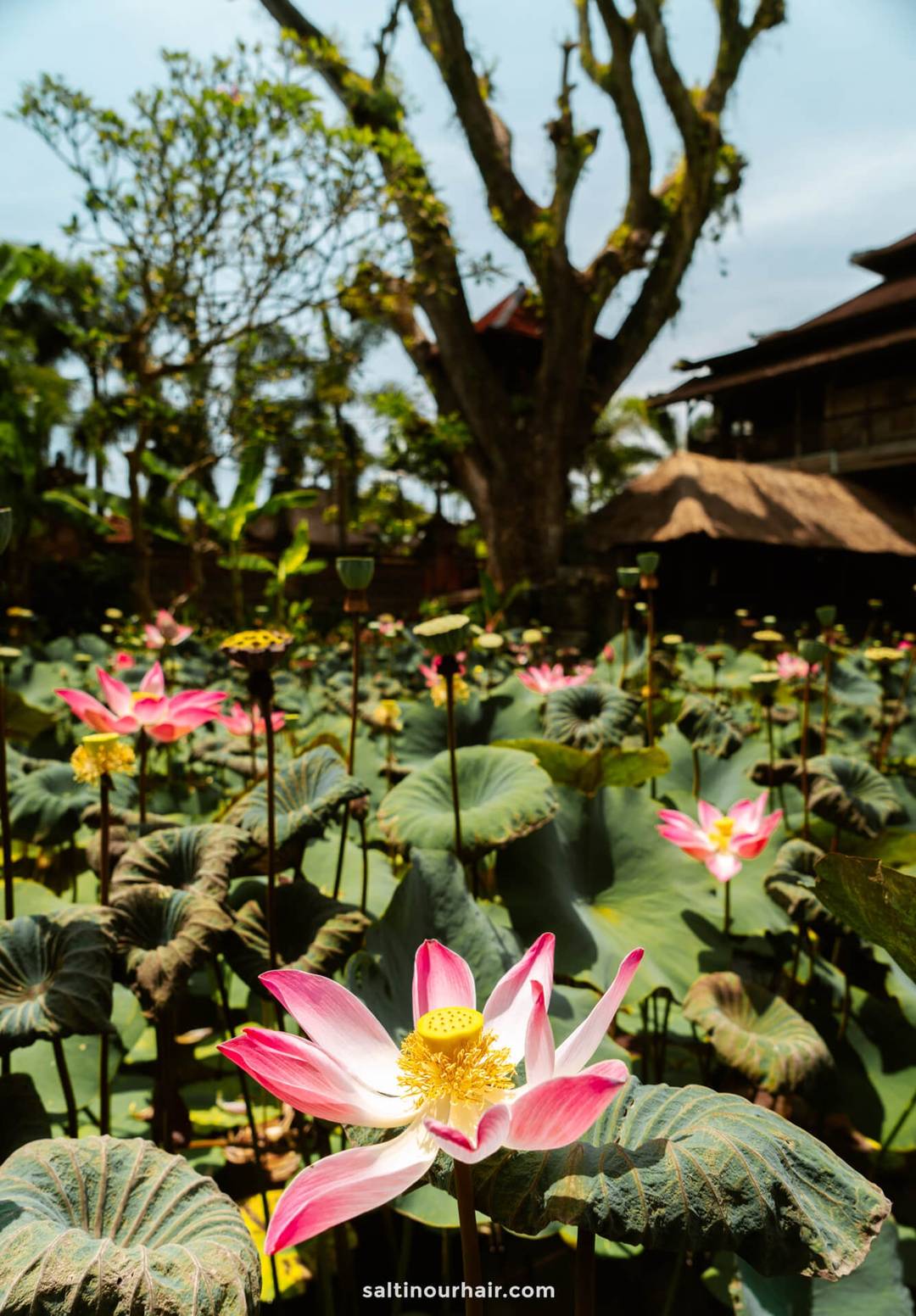things to do ubud Saraswati Temple flower