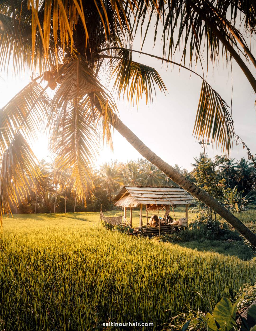 things to do ubud ricefields sunset