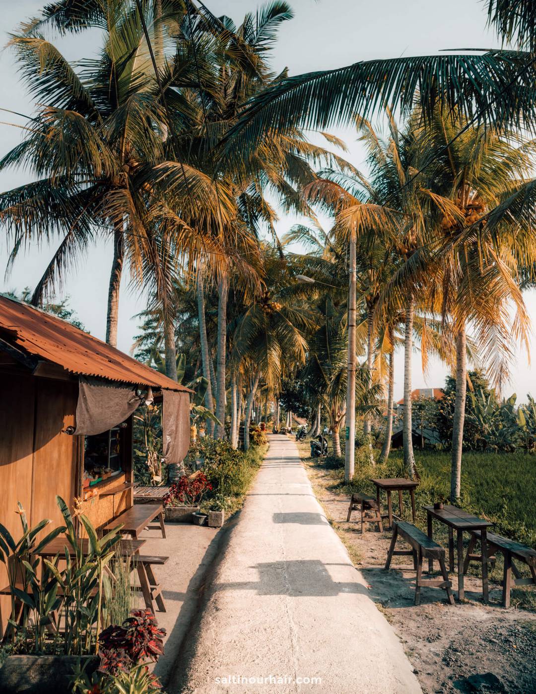 things to do ubud ricefields walk