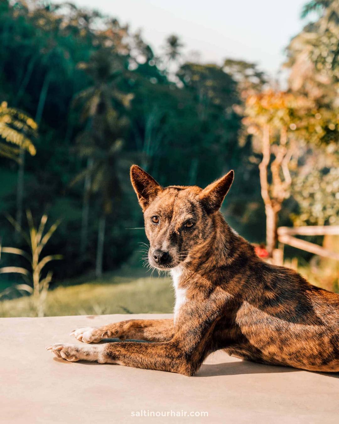 tegalalang dog