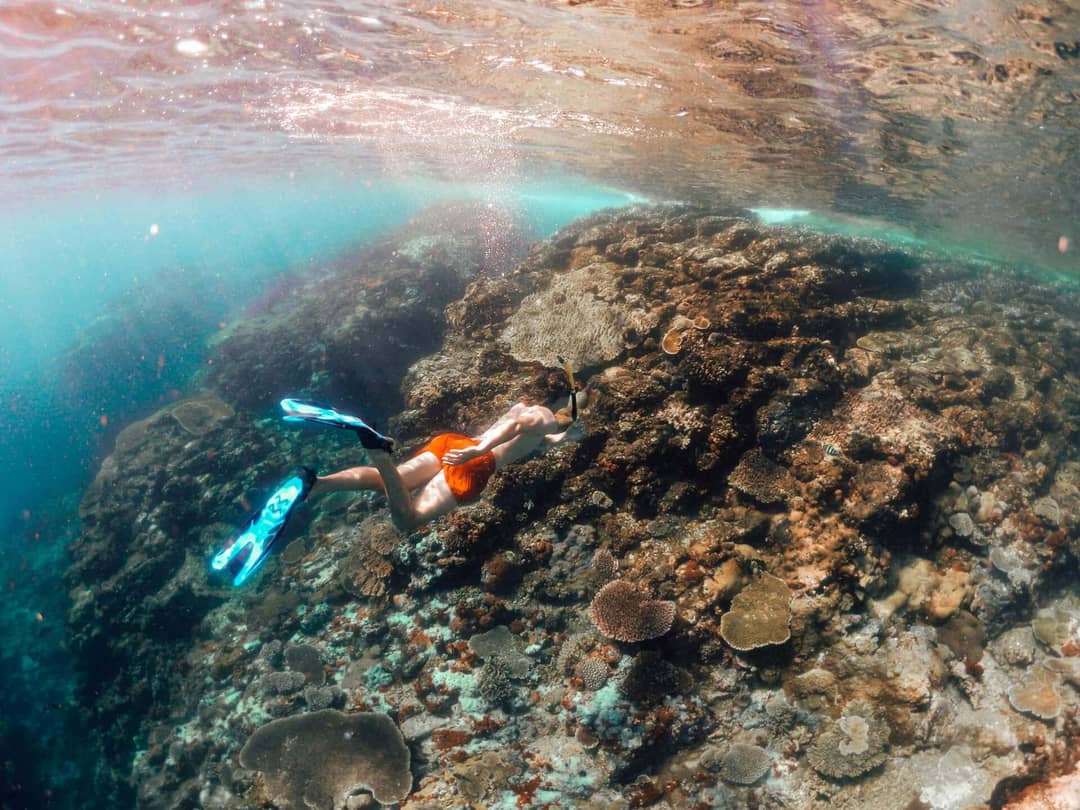 things to do komodo flores snorkeling