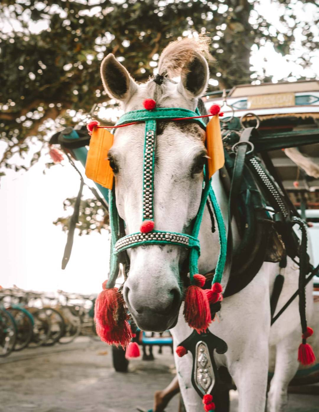 things to do gili air horse