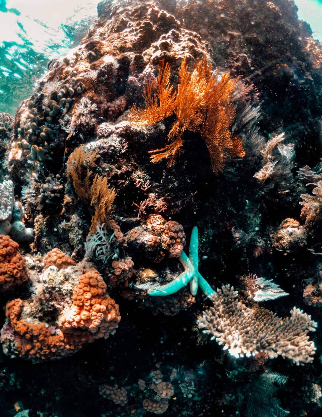 things to do komodo flores snorkeling batu bolong