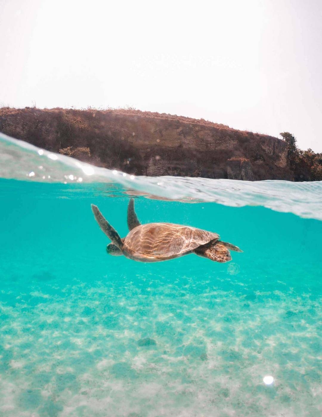 turtles flores