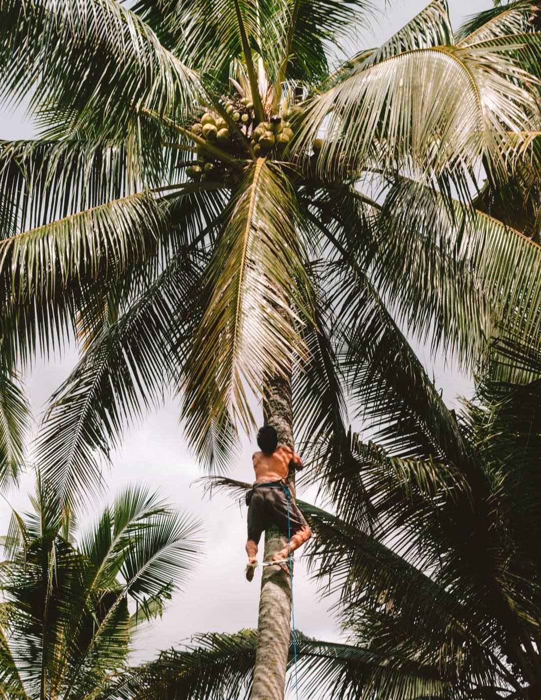 bali stay with locals farm palmtree