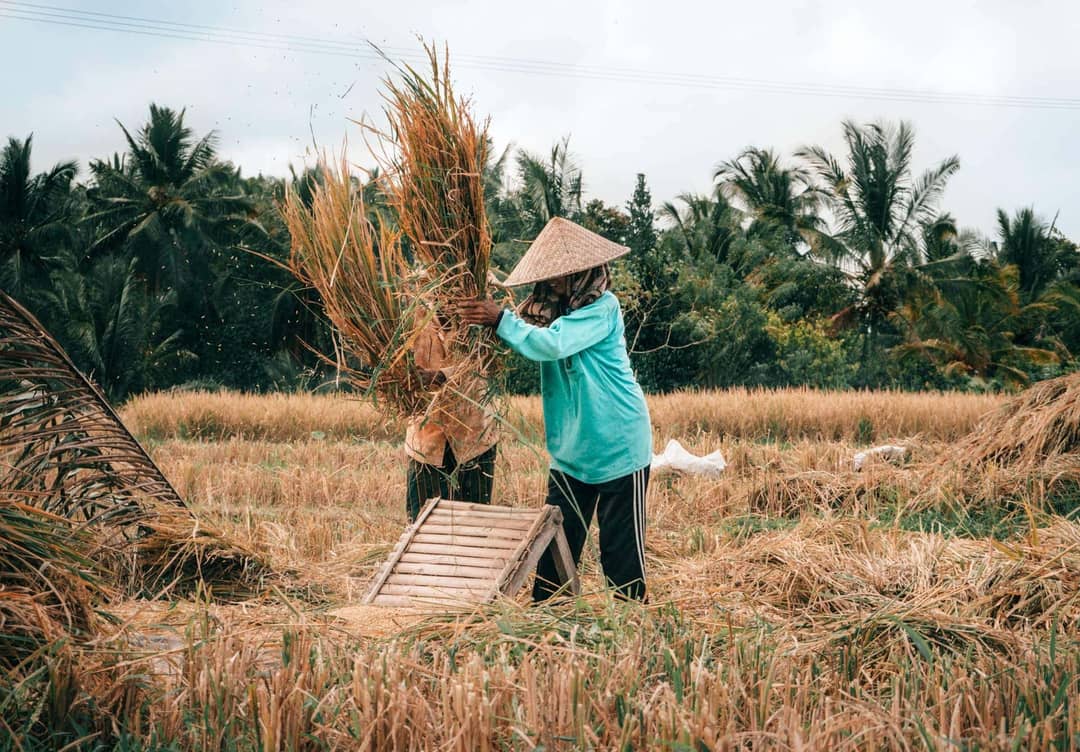 bali stay with locals rice farm