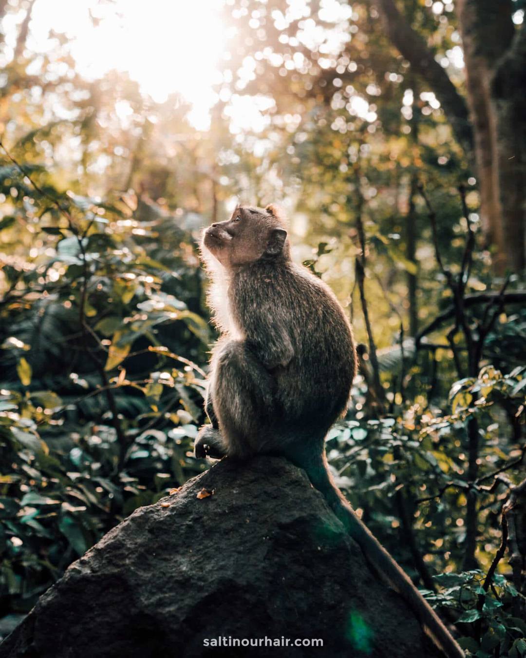 things must do ubud Monkey forest