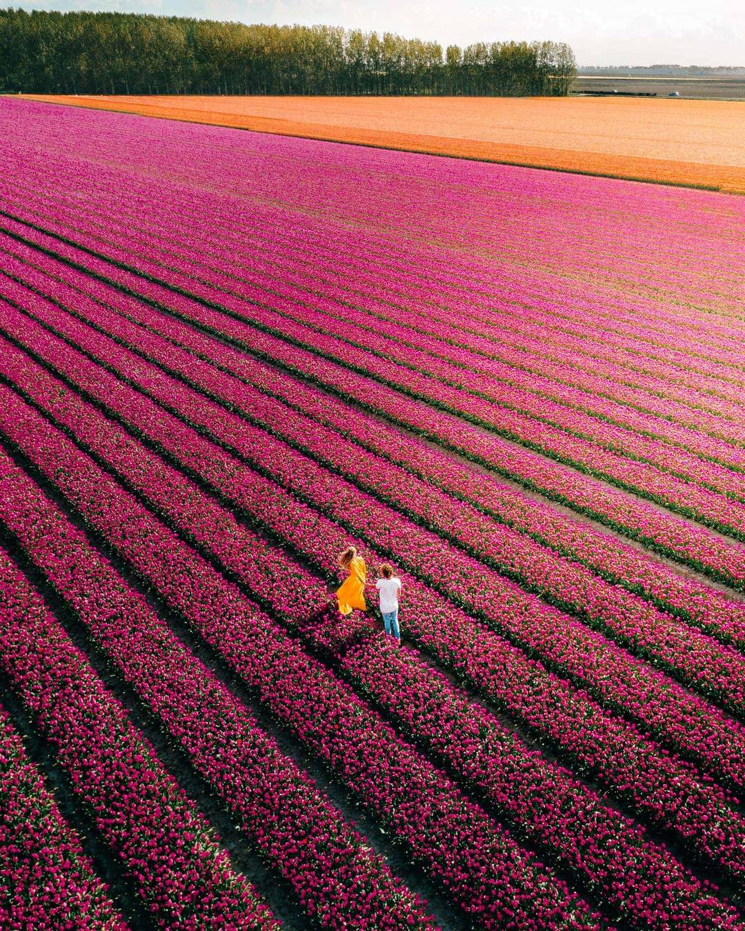 tulips netherlands beautiful field drone